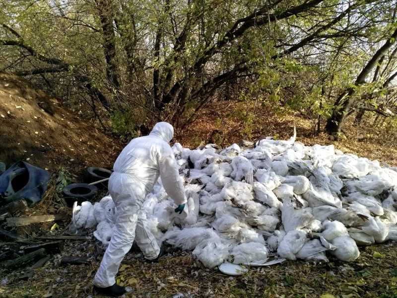 Вывести труп собаки, кошки в городе Реутов Московской области